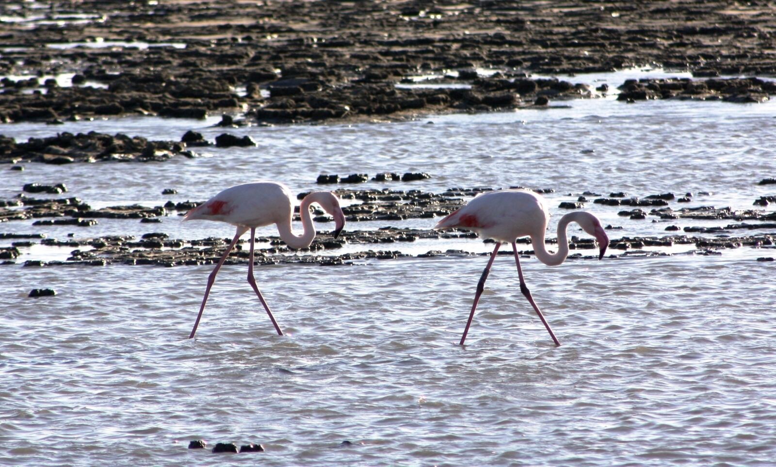 Canon EOS 1000D (EOS Digital Rebel XS / EOS Kiss F) sample photo. Birds, waders, pink flamingo photography
