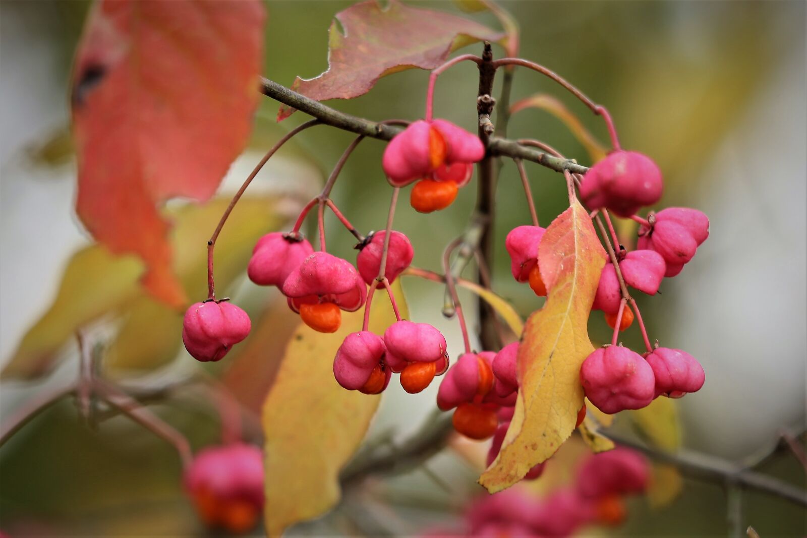 Canon EF 70-300 F4-5.6 IS II USM sample photo. European spindle, euonymus europaeus photography