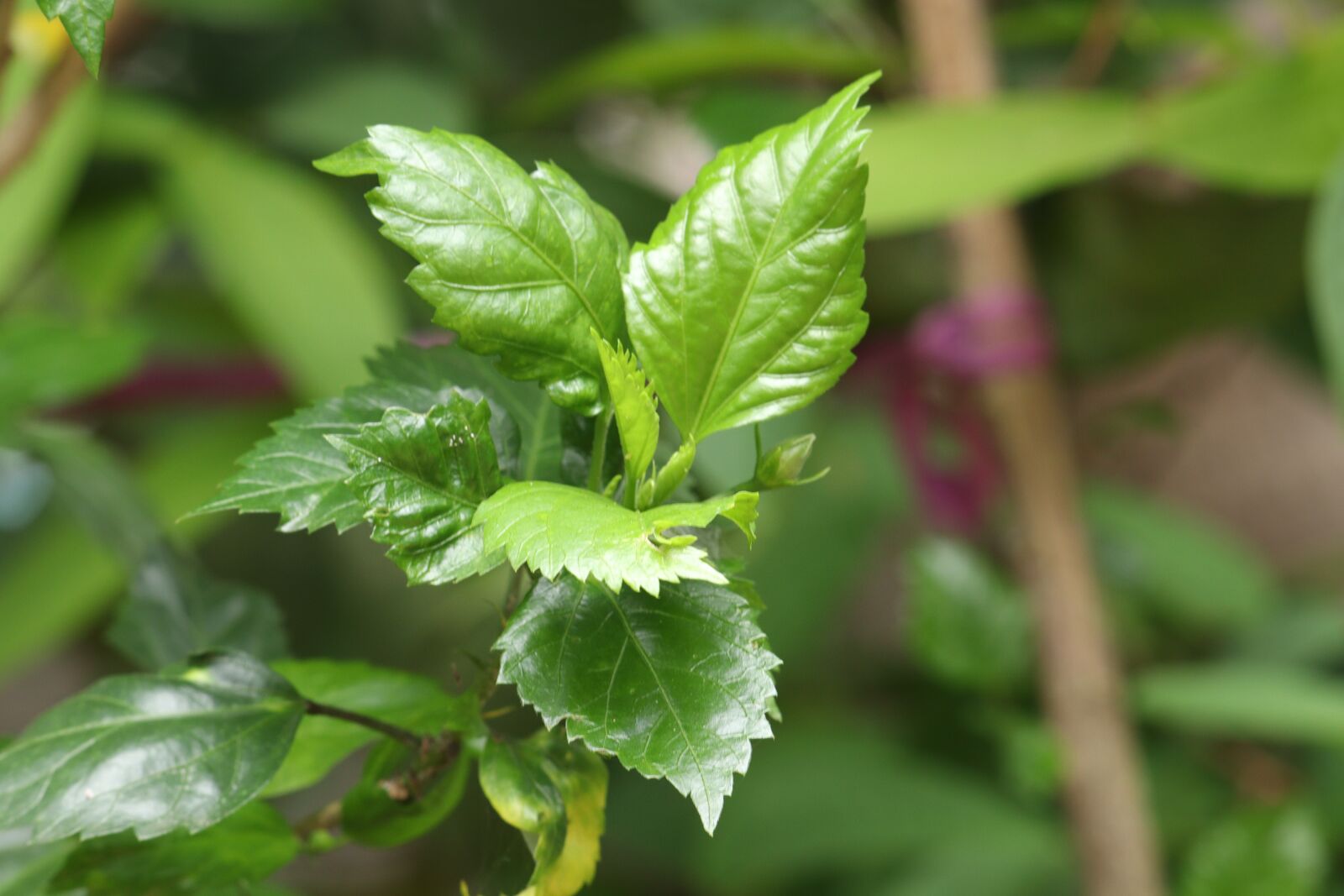 Canon EOS 250D (EOS Rebel SL3 / EOS Kiss X10 / EOS 200D II) sample photo. Green, leaf, leaves photography