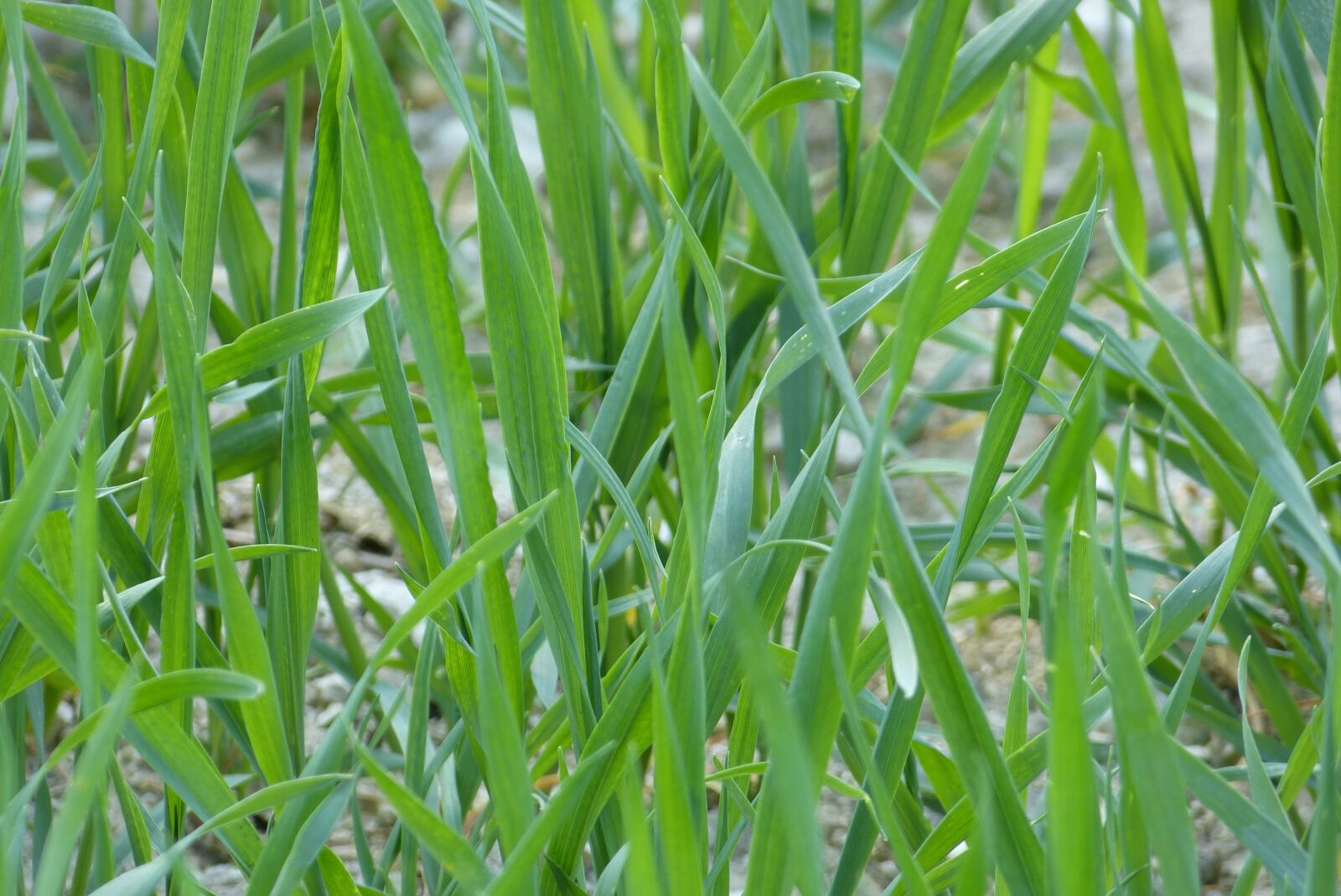 Panasonic Lumix DMC-FZ150 sample photo. Field, green, close up photography