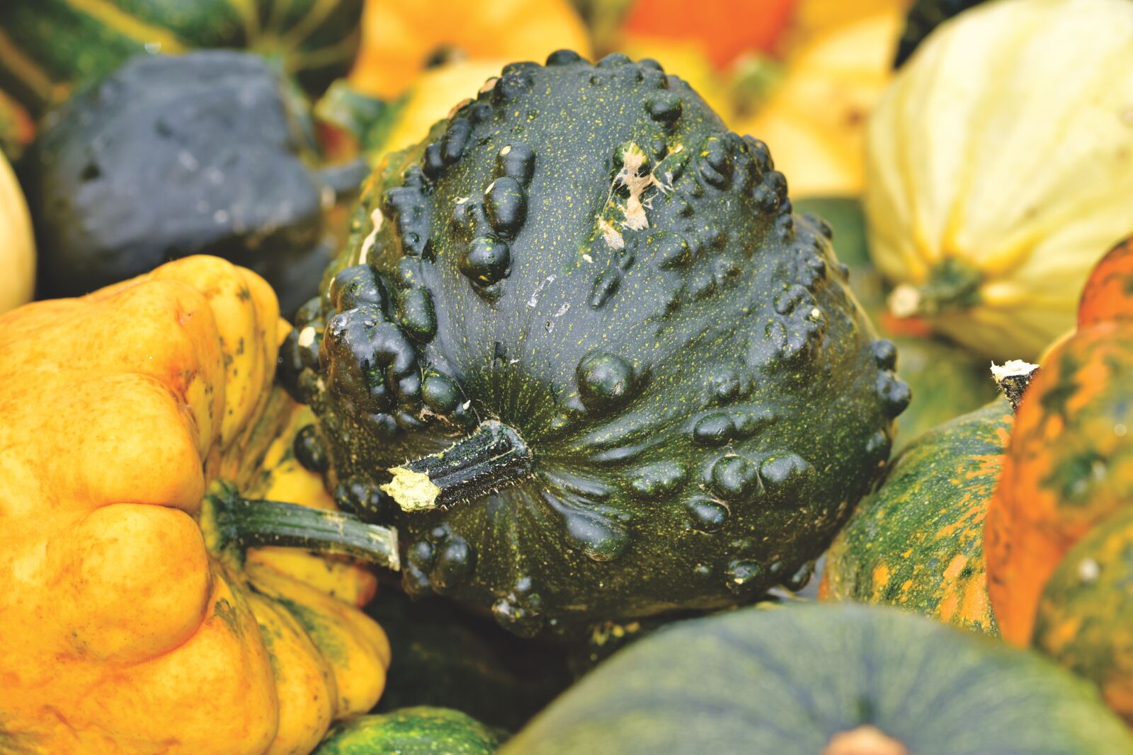 Nikon D7200 sample photo. Pumpkin, fruit, autumn photography