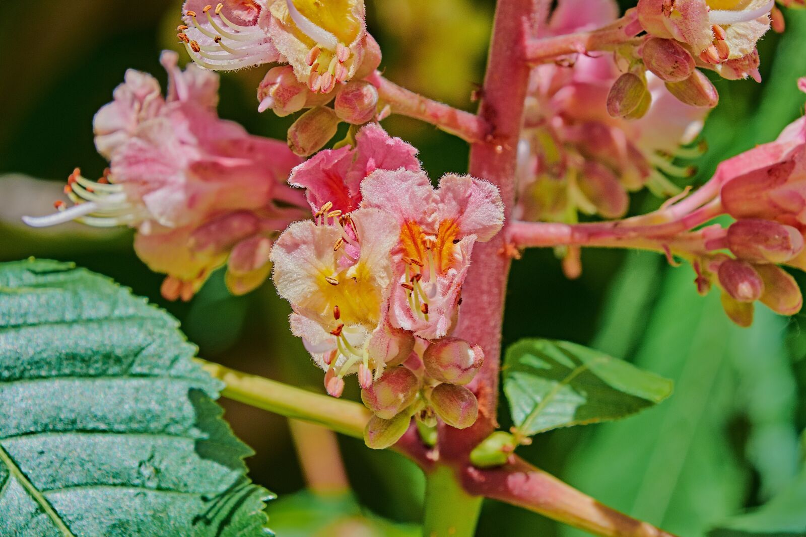 Nikon D7200 sample photo. Flowering, leaves, plant photography