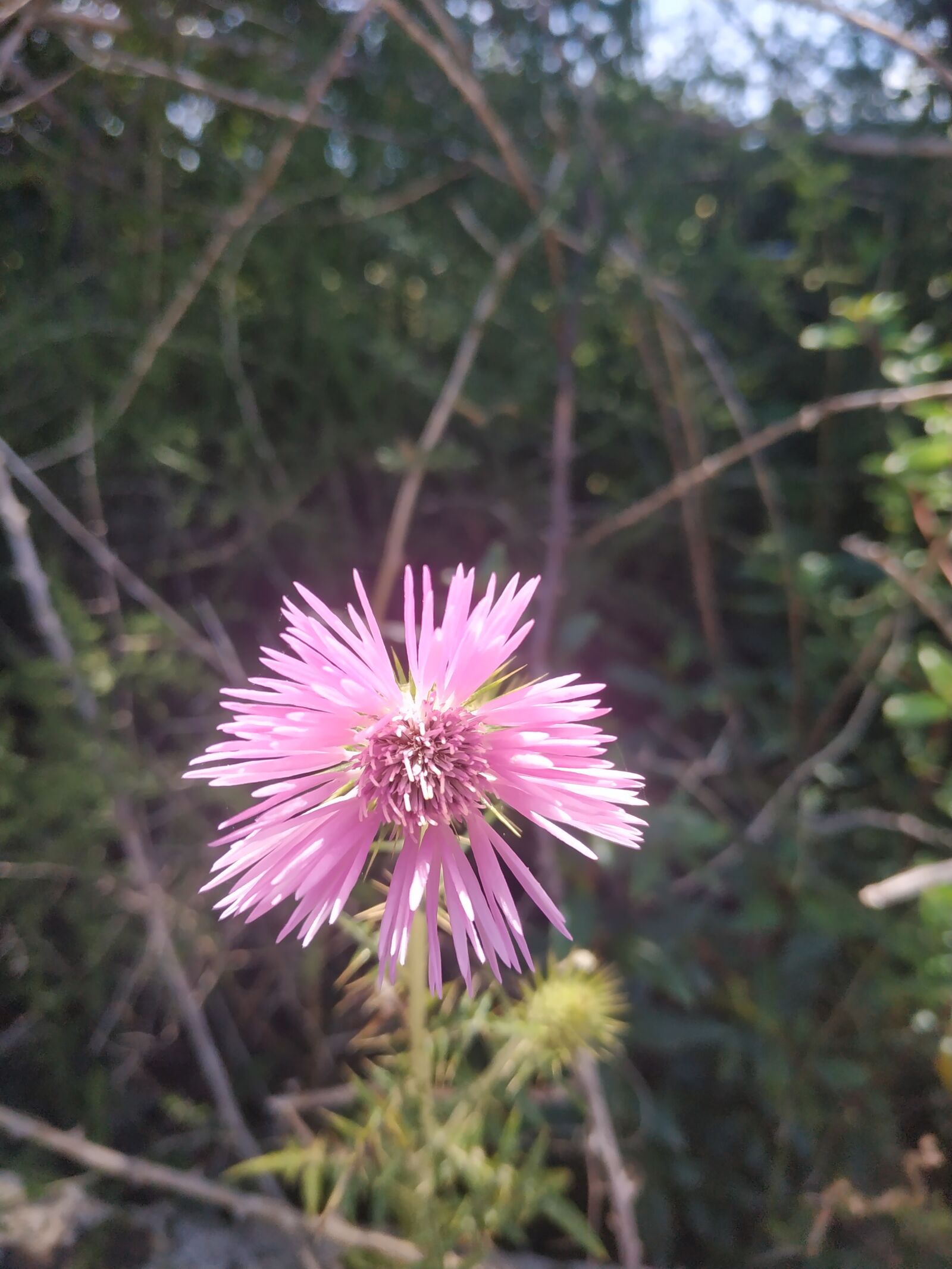 Xiaomi Redmi Note 5 sample photo. Stranger flower, field, nature photography