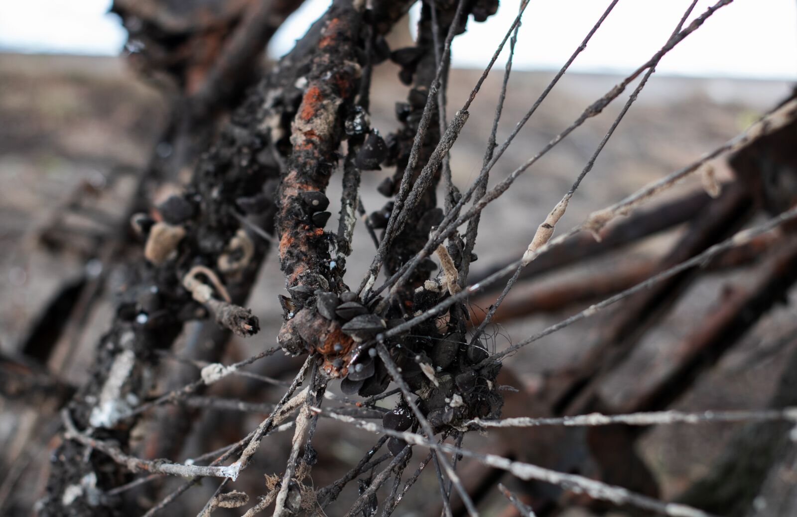 Canon EOS 750D (EOS Rebel T6i / EOS Kiss X8i) sample photo. Old, decay, rusted photography