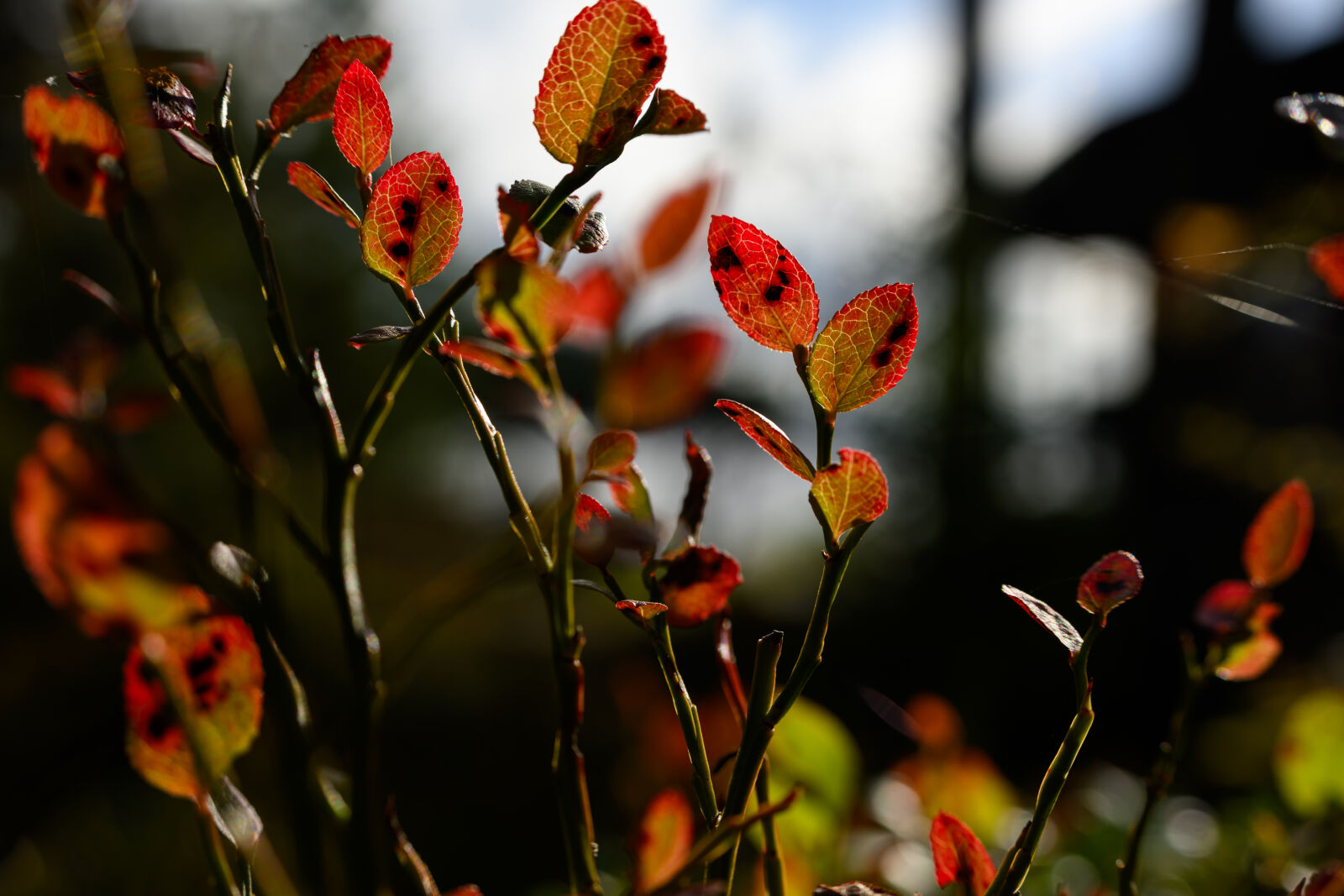 Nikon Z8 sample photo. Autumn bokeh photography