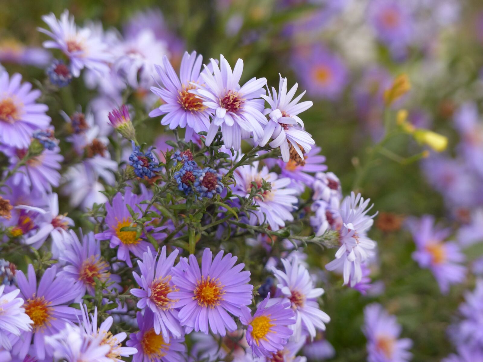 Panasonic Lumix DMC-FZ200 sample photo. Autumn flowers, purple flowers photography