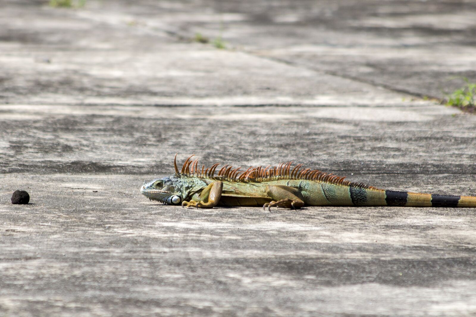 Canon EOS 700D (EOS Rebel T5i / EOS Kiss X7i) + Canon EF 70-300mm F4-5.6 IS USM sample photo. Iguana, nature, reptile photography