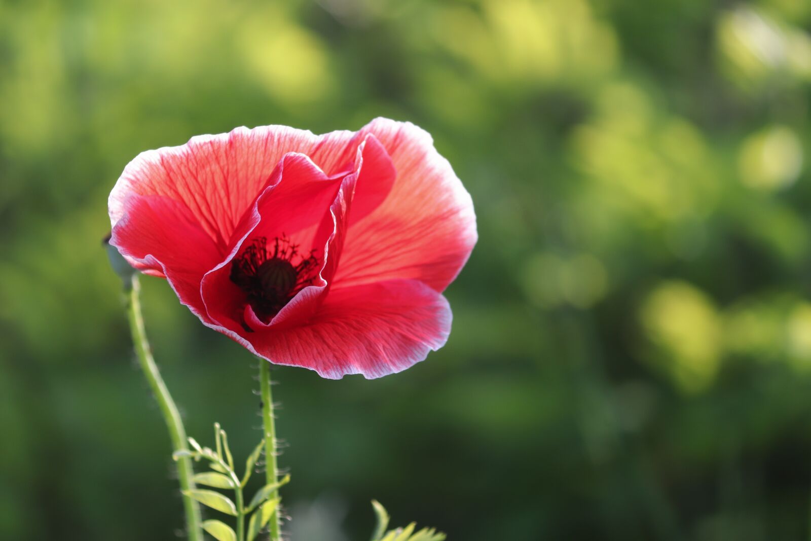 Canon EOS 200D (EOS Rebel SL2 / EOS Kiss X9) sample photo. Poppy, poppy flower, klatschmohn photography