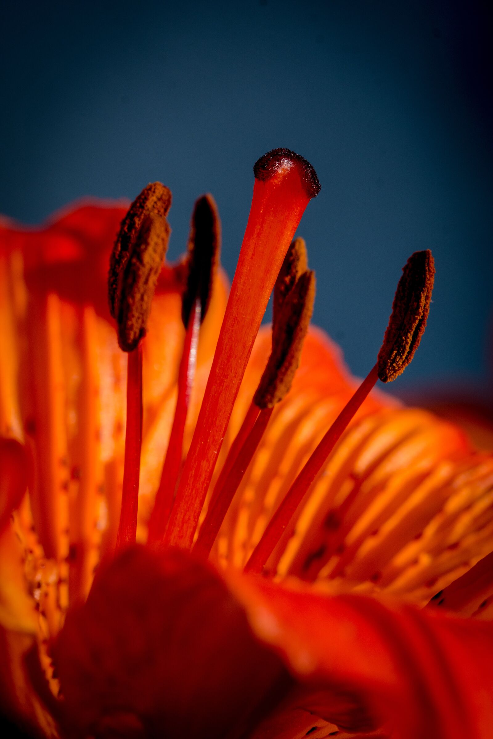 Nikon D7100 sample photo. Fire-lily, lilium bulbiferum, stamen photography