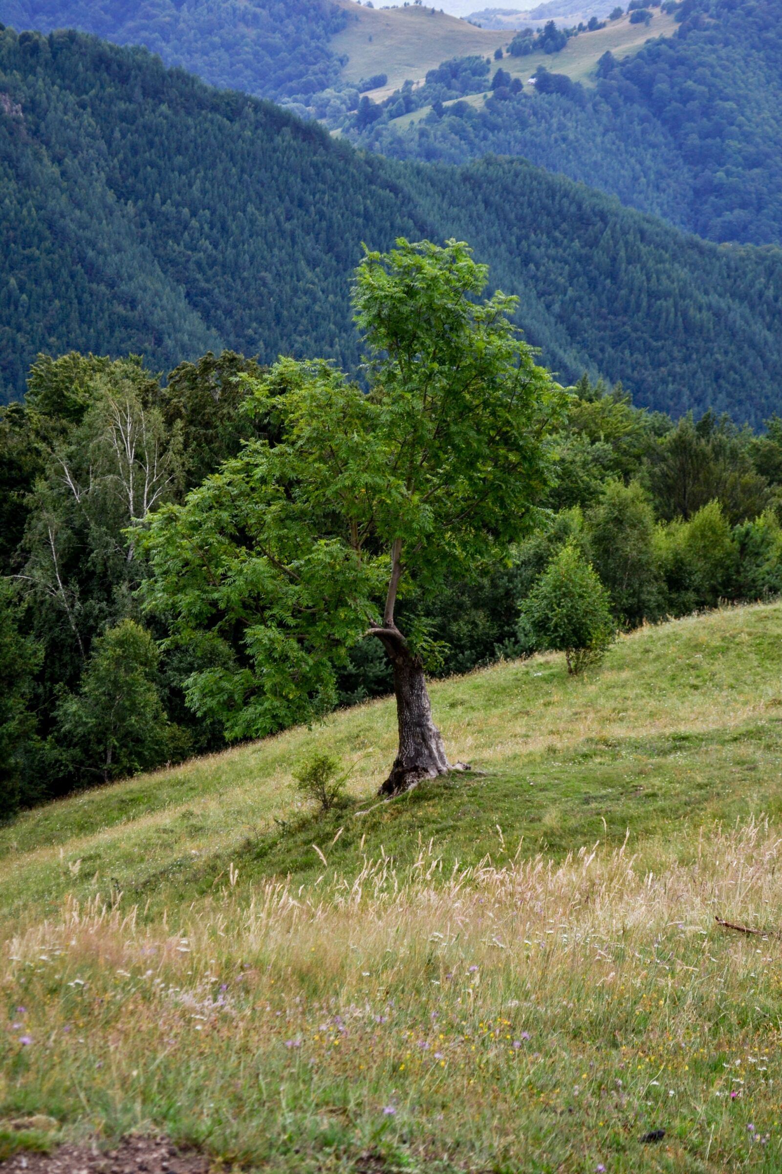 Nikon D3100 sample photo. Tree, mountain, travel photography