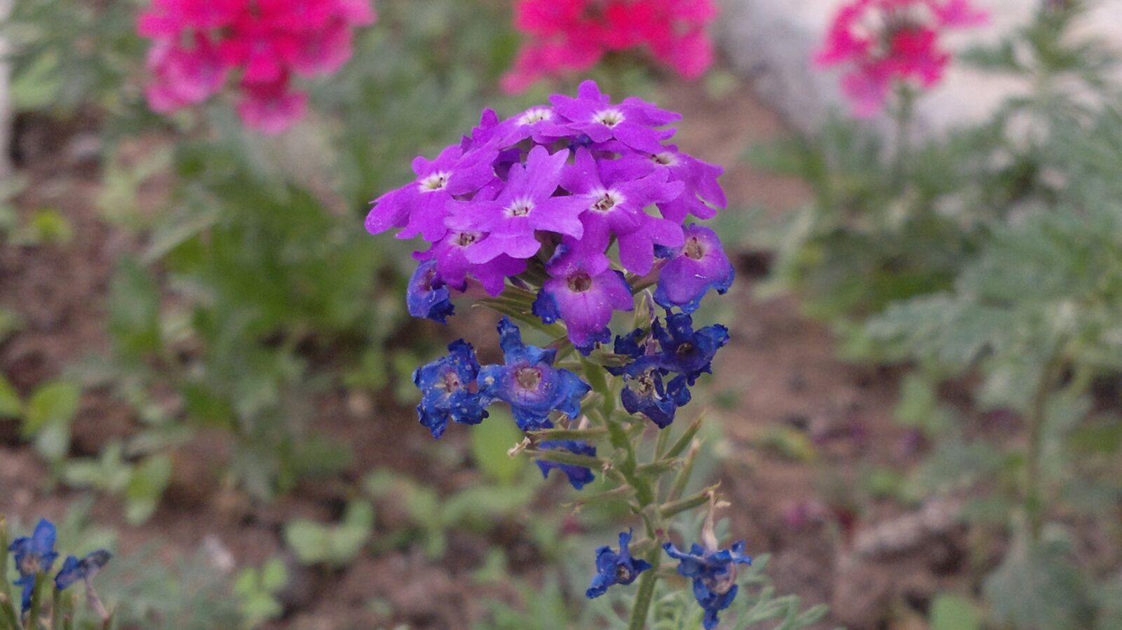 Nokia N8-00 sample photo. Flower, of my, garden photography