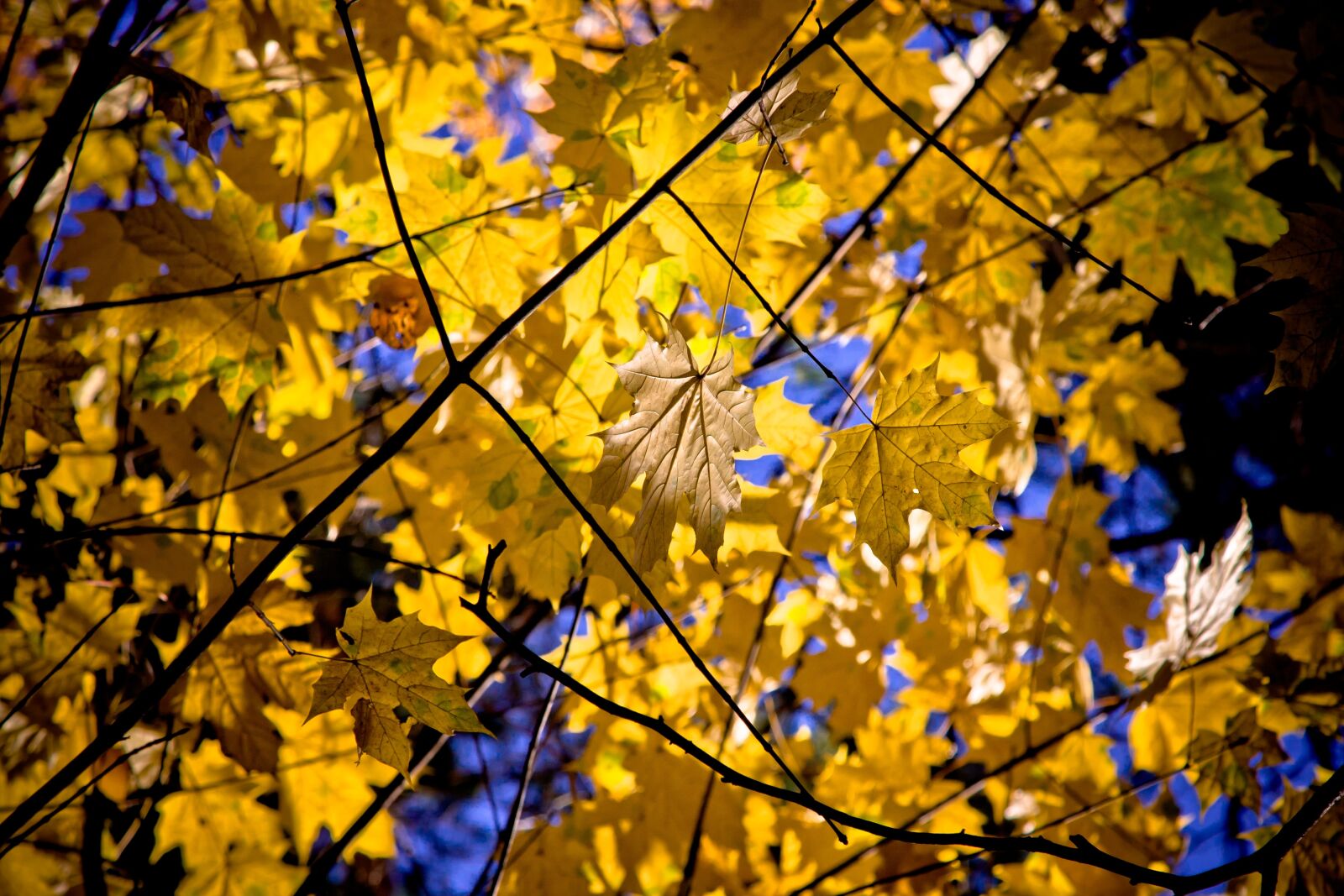 Canon EOS 40D + Canon EF 24-105mm F4L IS USM sample photo. Maple, leaf, maple leaves photography