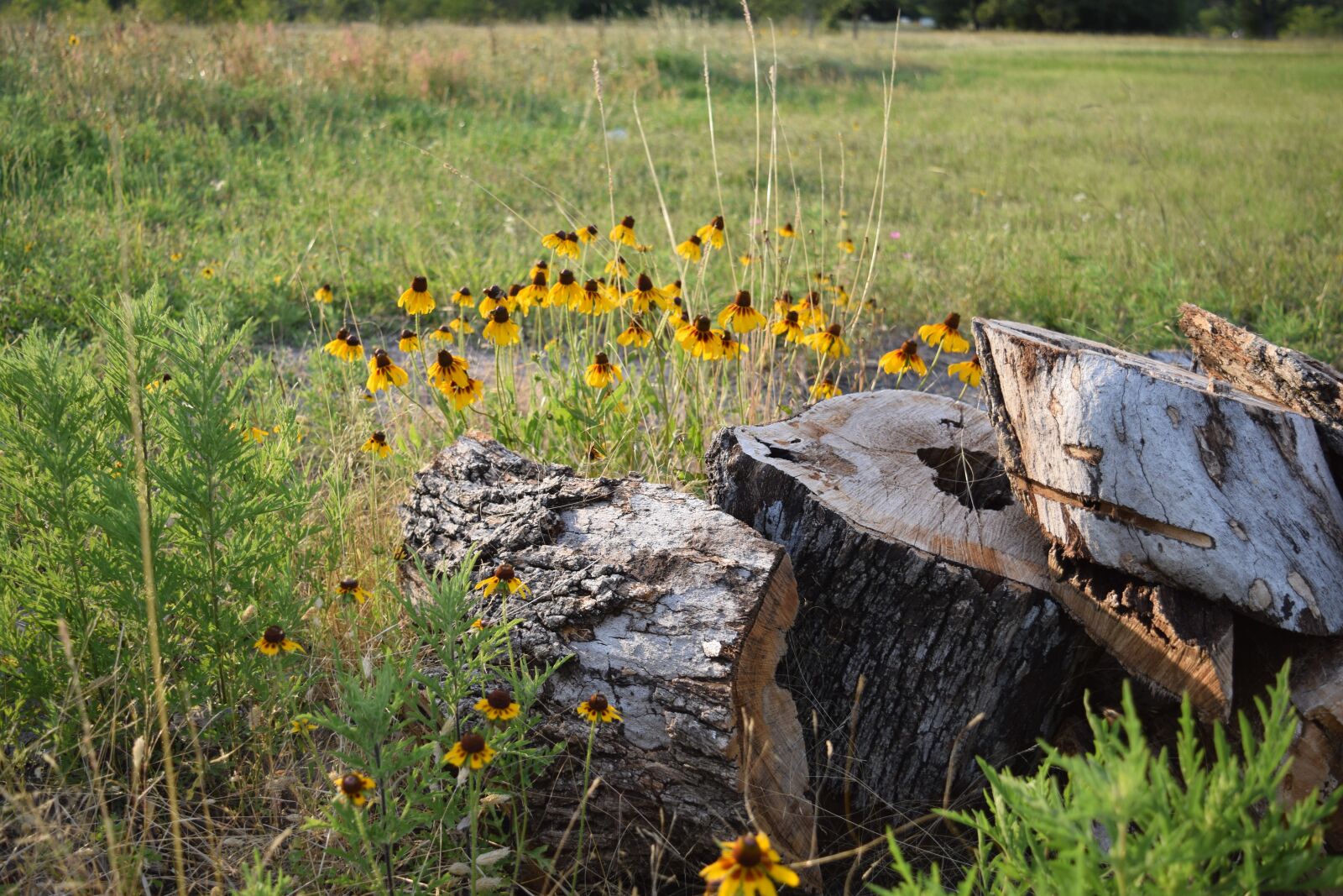 Nikon D3300 sample photo. Flower, wild flower, wild photography