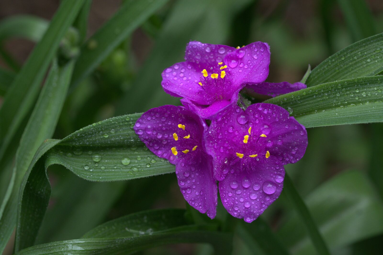 Nikon D5200 sample photo. Iris, lily, purple photography