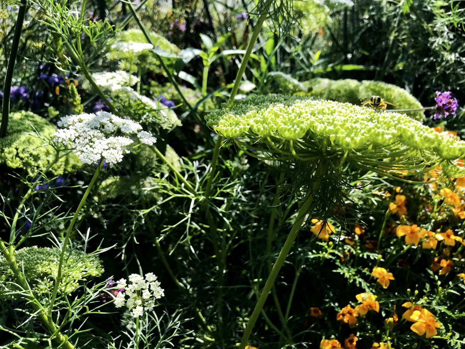 iPhone 7 back camera 3.99mm f/1.8 sample photo. Yarrow, flower, blossom photography