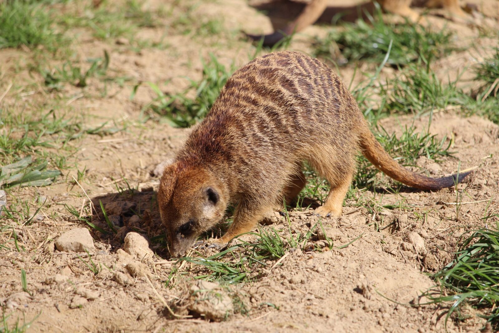 Canon EF-S 55-250mm F4-5.6 IS STM sample photo. Nature, animal world, animal photography