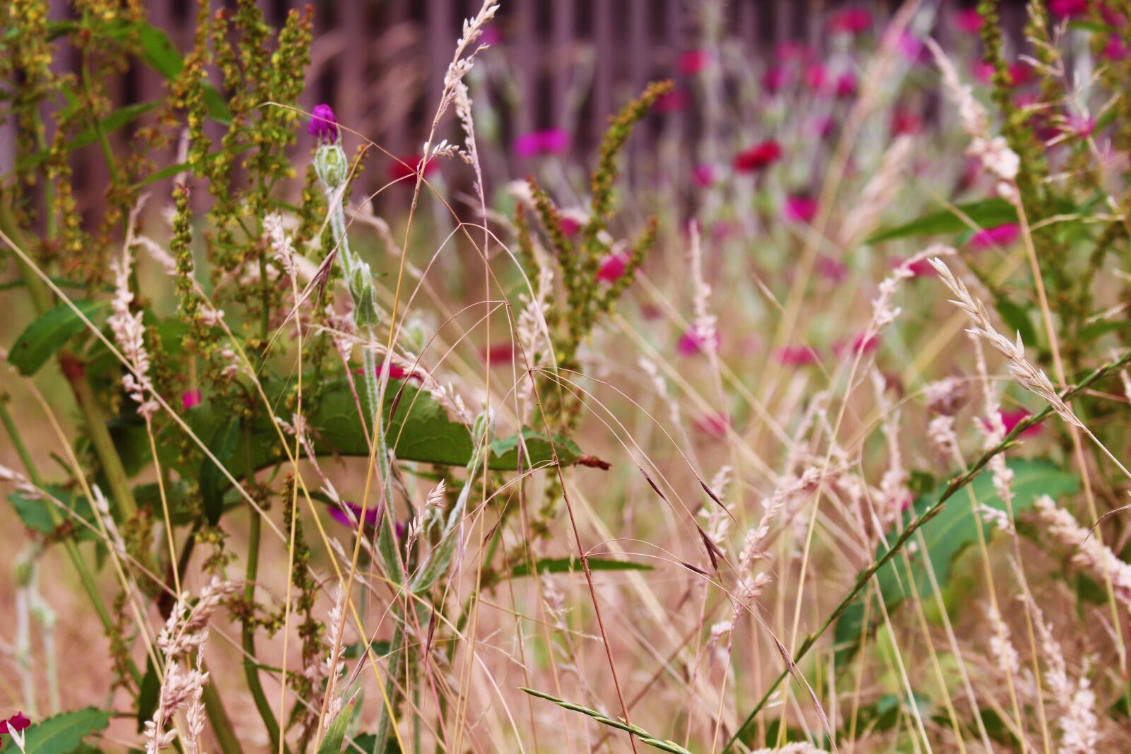 Canon EOS 700D (EOS Rebel T5i / EOS Kiss X7i) sample photo. Field flowers, field, nature photography