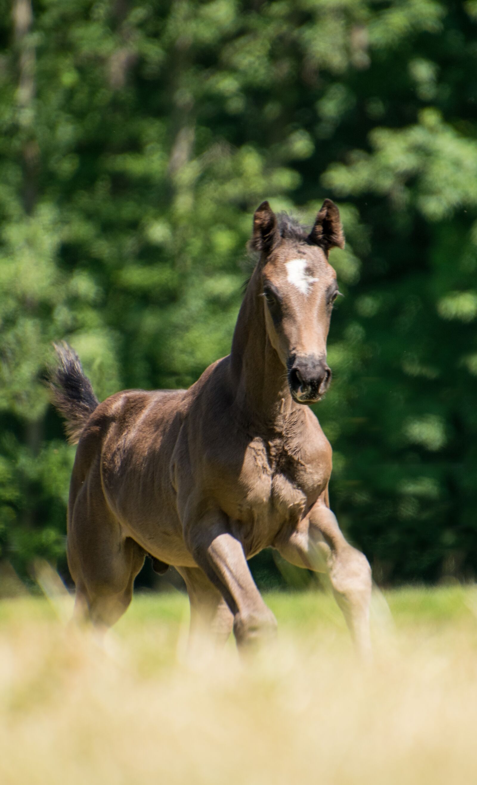 Nikon D3300 sample photo. Horse, foal, brown photography