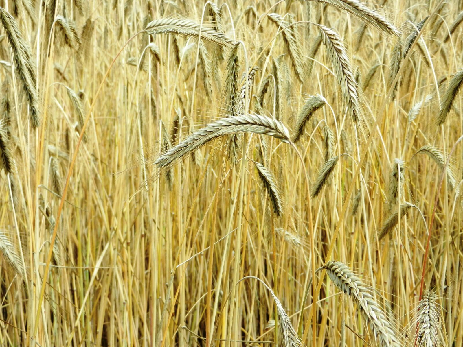 Nikon Coolpix S9100 sample photo. Corn, ears, hay photography