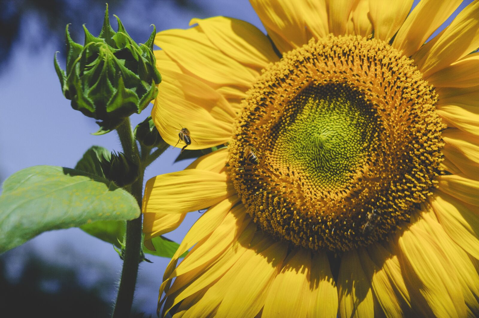 Nikon D70s sample photo. Sunflower, yellow, flower photography