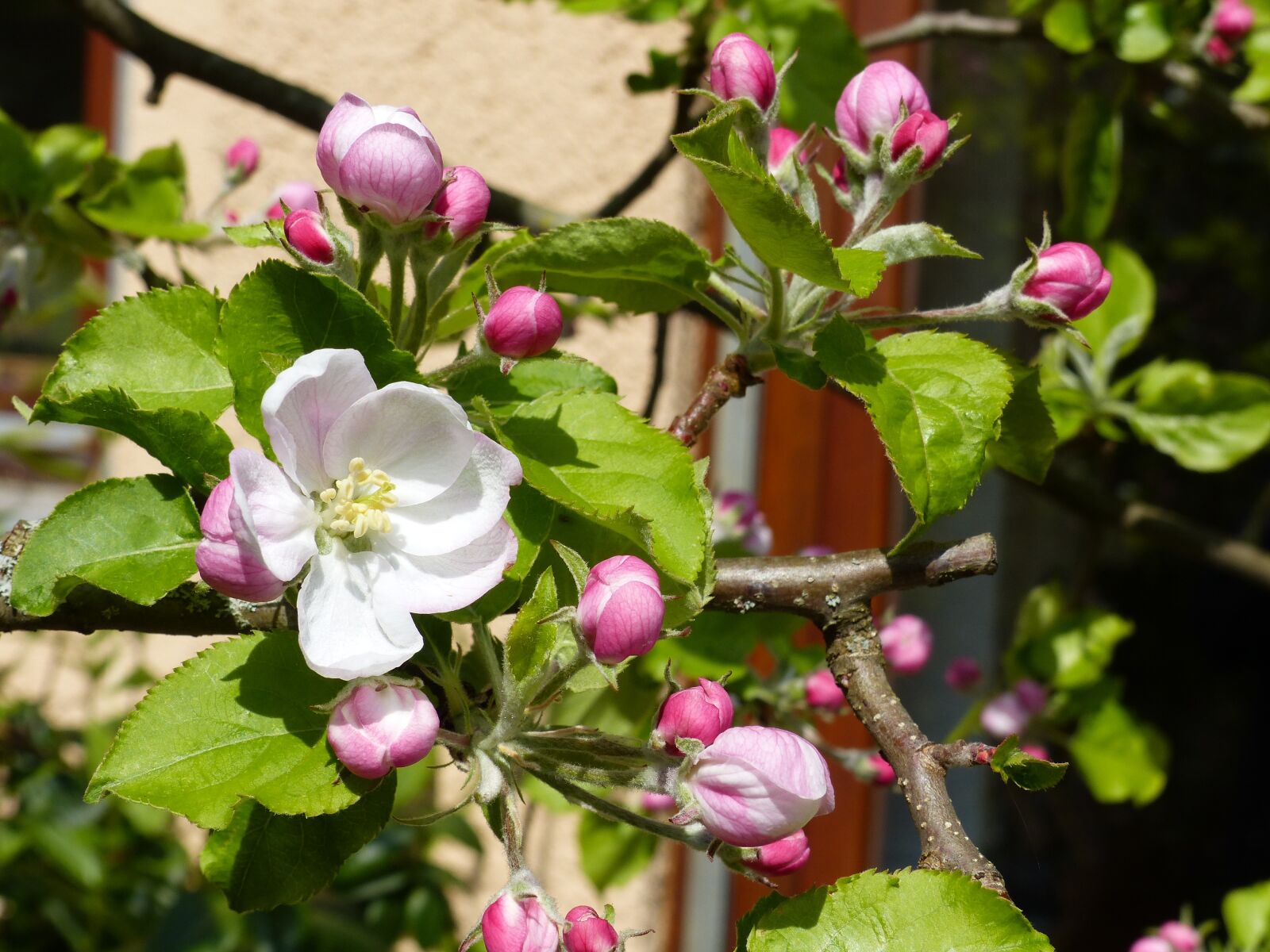 Panasonic Lumix DMC-FZ200 sample photo. Spring, apple blossom, nature photography