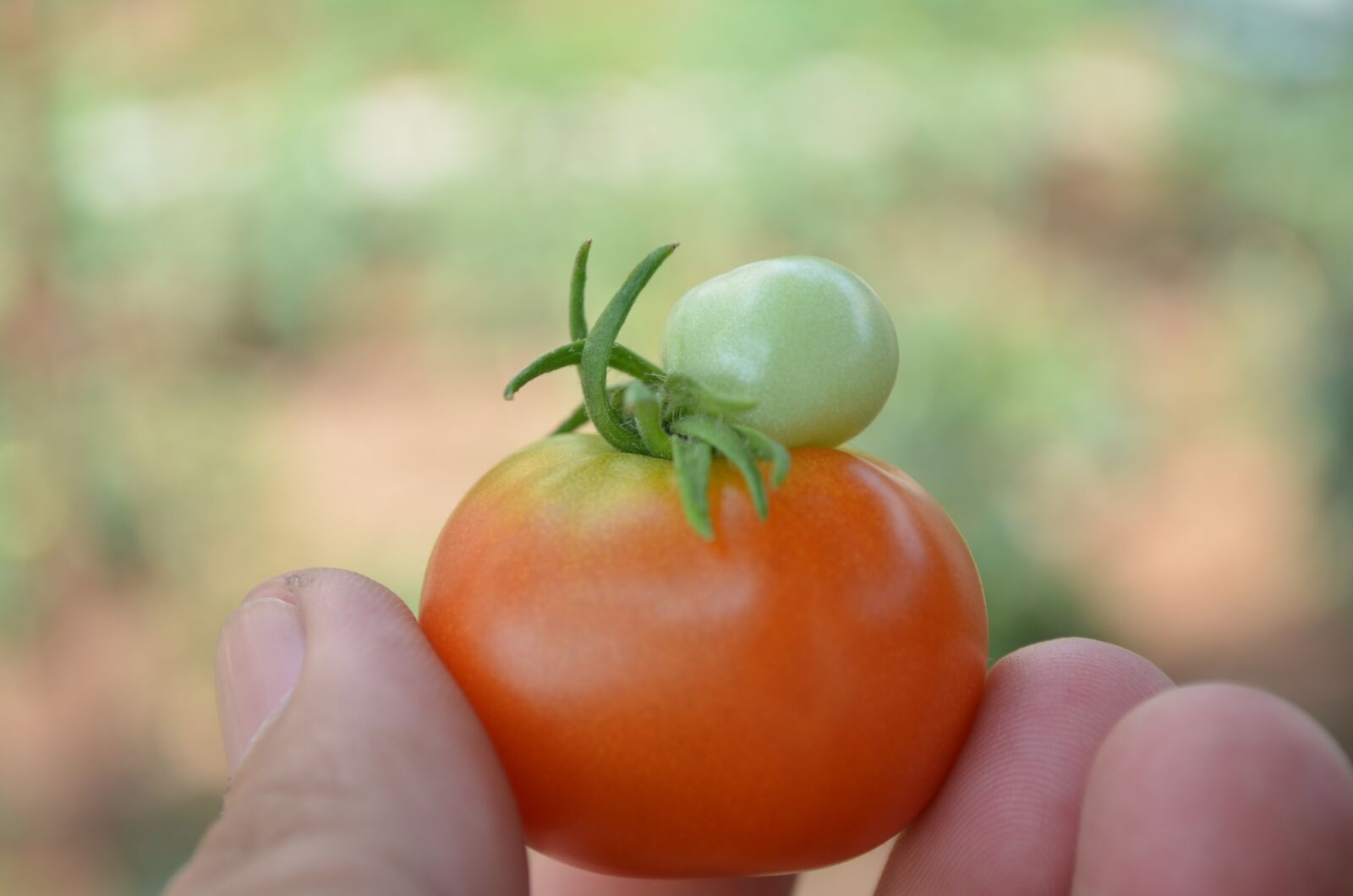 Nikon D5100 sample photo. Tomato, organic, farm photography