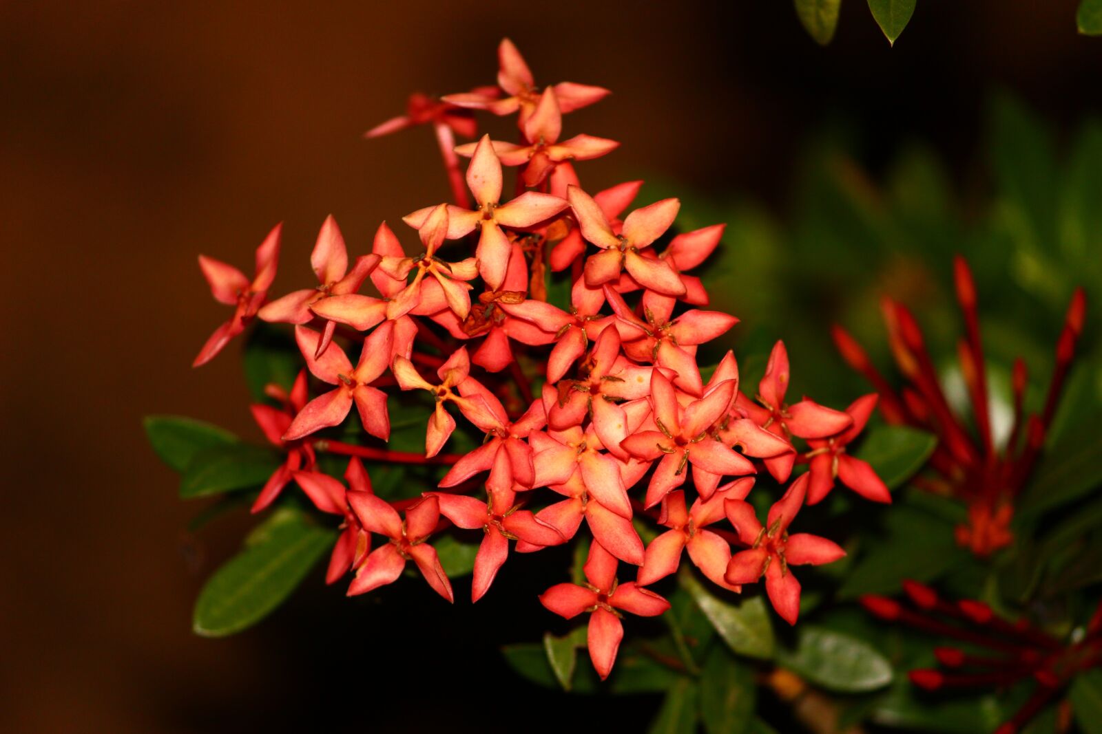 Canon EOS 600D (Rebel EOS T3i / EOS Kiss X5) sample photo. Red, bloom, flowers photography