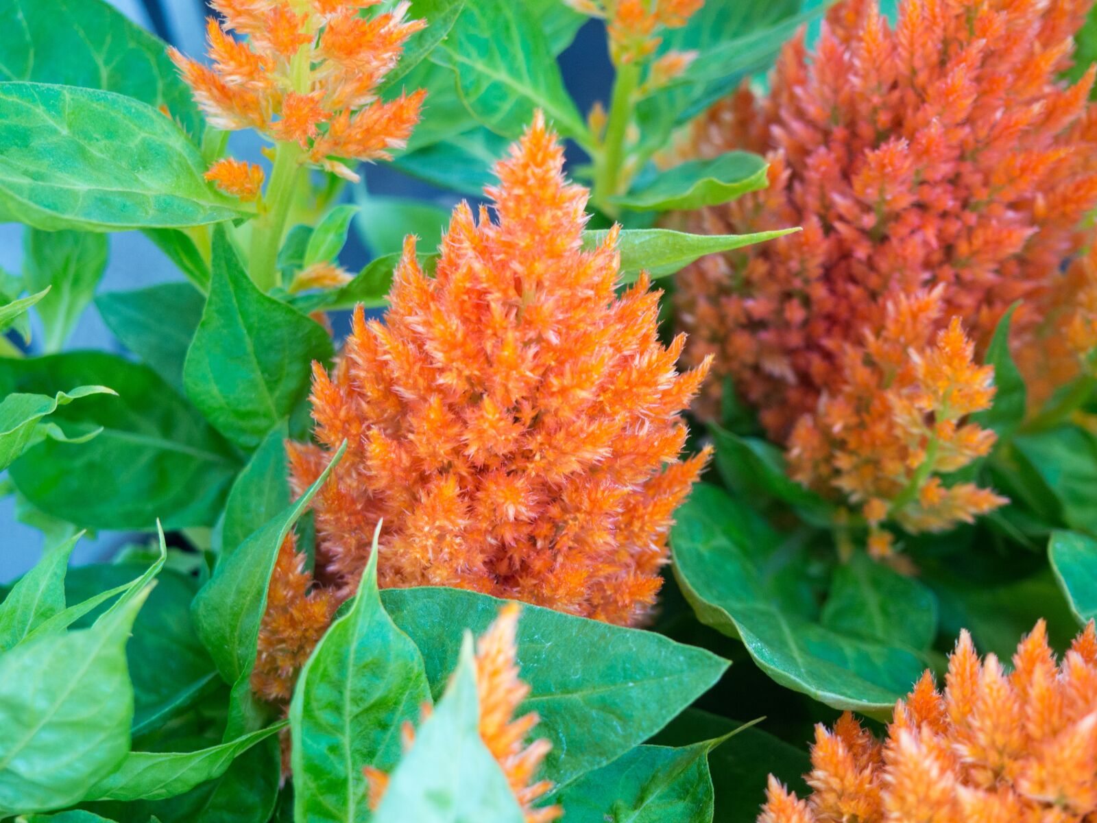 Olympus OM-D E-M10 sample photo. Flowers, nature, blossoms photography