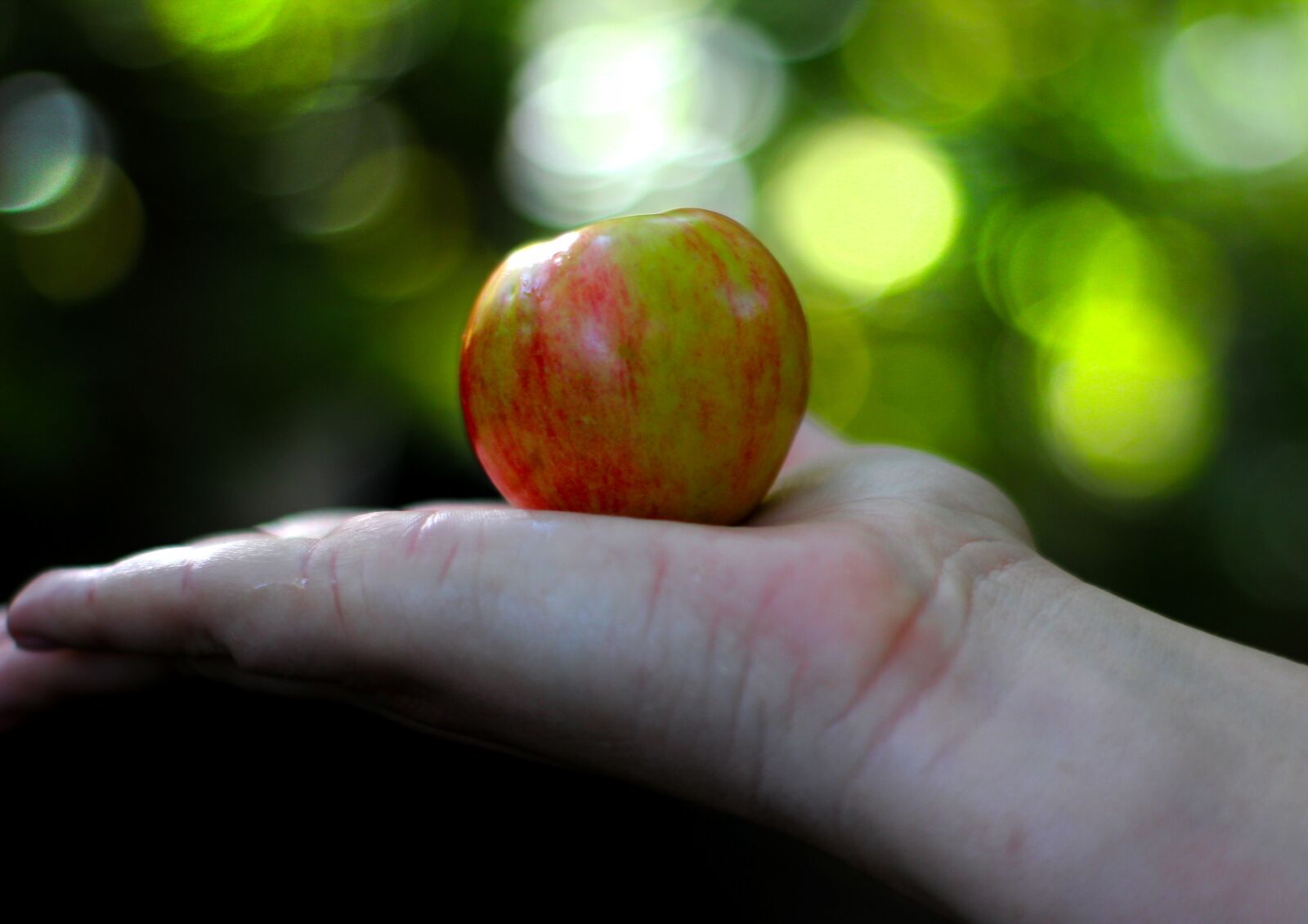 Canon EOS 1200D (EOS Rebel T5 / EOS Kiss X70 / EOS Hi) sample photo. Apple, food, nutrition photography