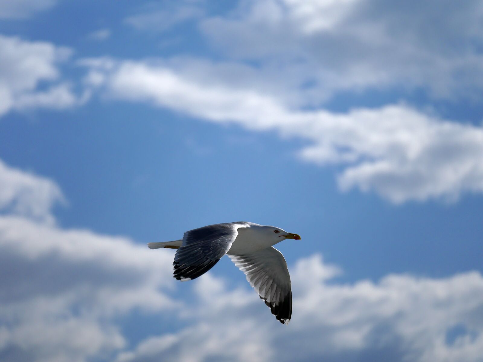 Panasonic Lumix DMC-GX8 sample photo. Seagull, glide, flight photography