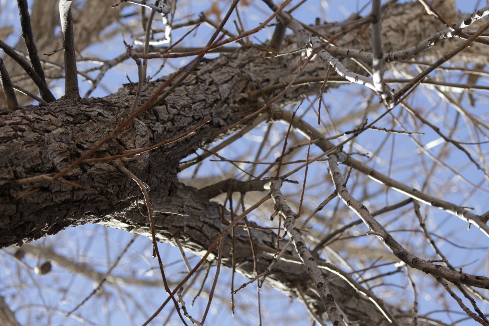 Canon EOS 700D (EOS Rebel T5i / EOS Kiss X7i) sample photo. Tree, nature, wood photography