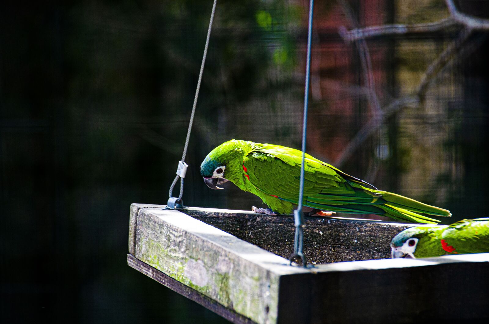 Nikon D5100 sample photo. Bird, close up, spring photography
