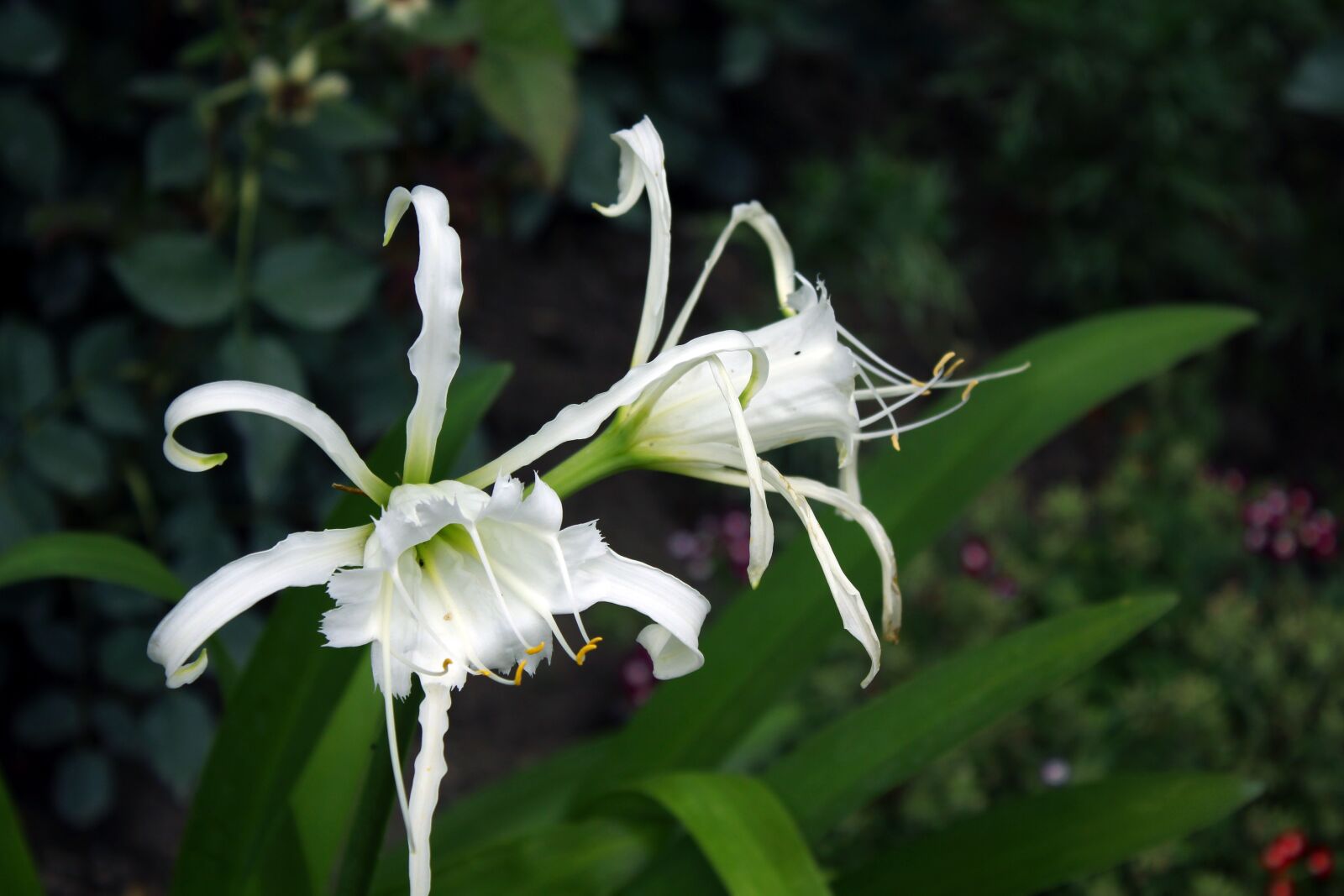 Canon EOS 550D (EOS Rebel T2i / EOS Kiss X4) sample photo. Lily, unusual, flower photography