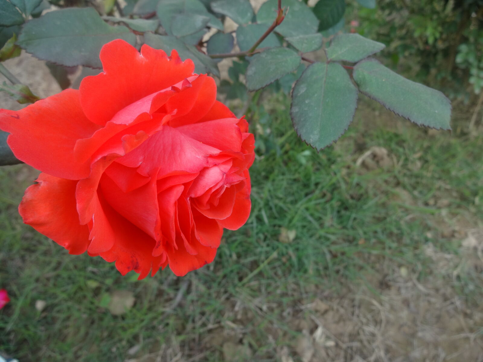Sony DSC-WX100 sample photo. Flower, red, rose photography