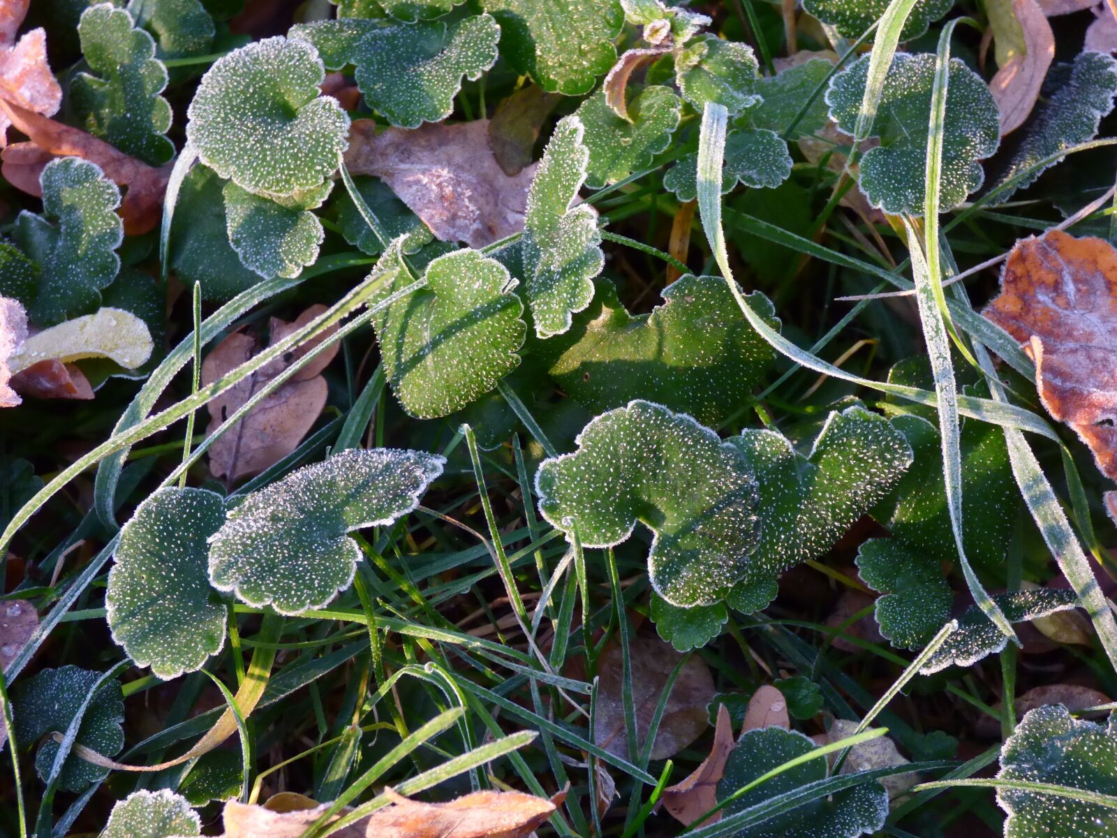 Panasonic DMC-FZ72 sample photo. Frost, autumn, freezing photography