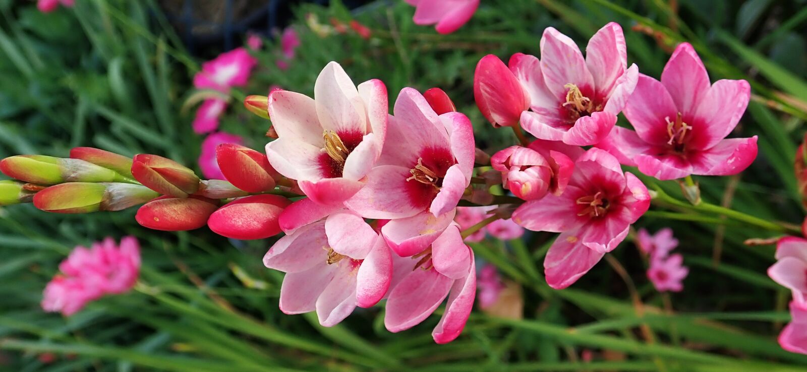 Olympus TG-5 sample photo. Flowers, pink, ixia photography