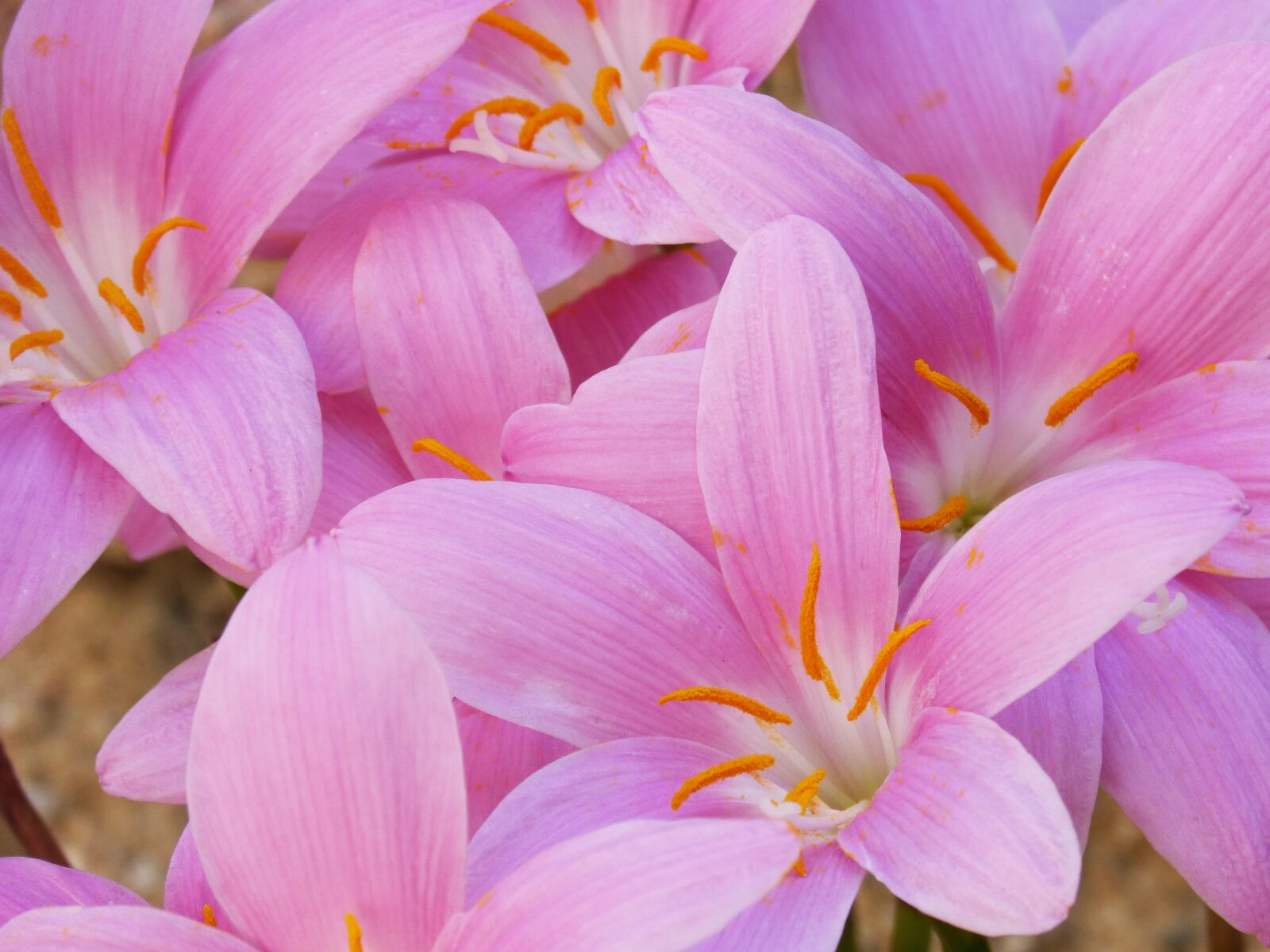 Panasonic DMC-FZ62 sample photo. Flowers, pink, beauty photography