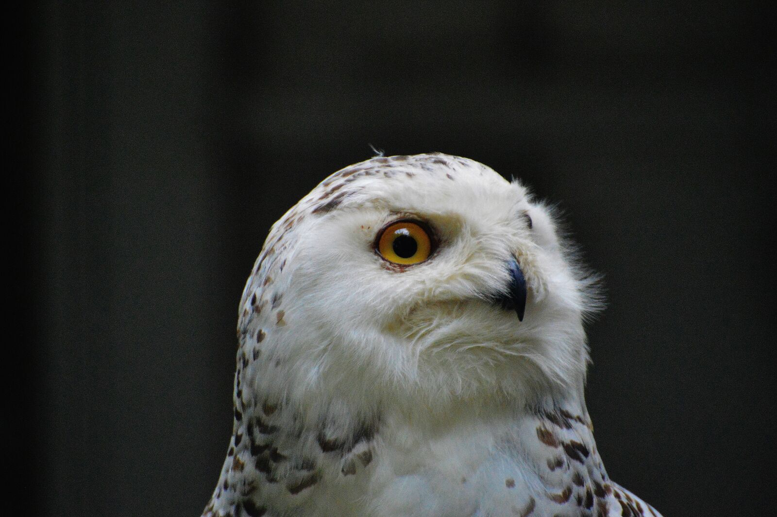 Nikon D3200 sample photo. Snowy owl bubo scandiacus photography