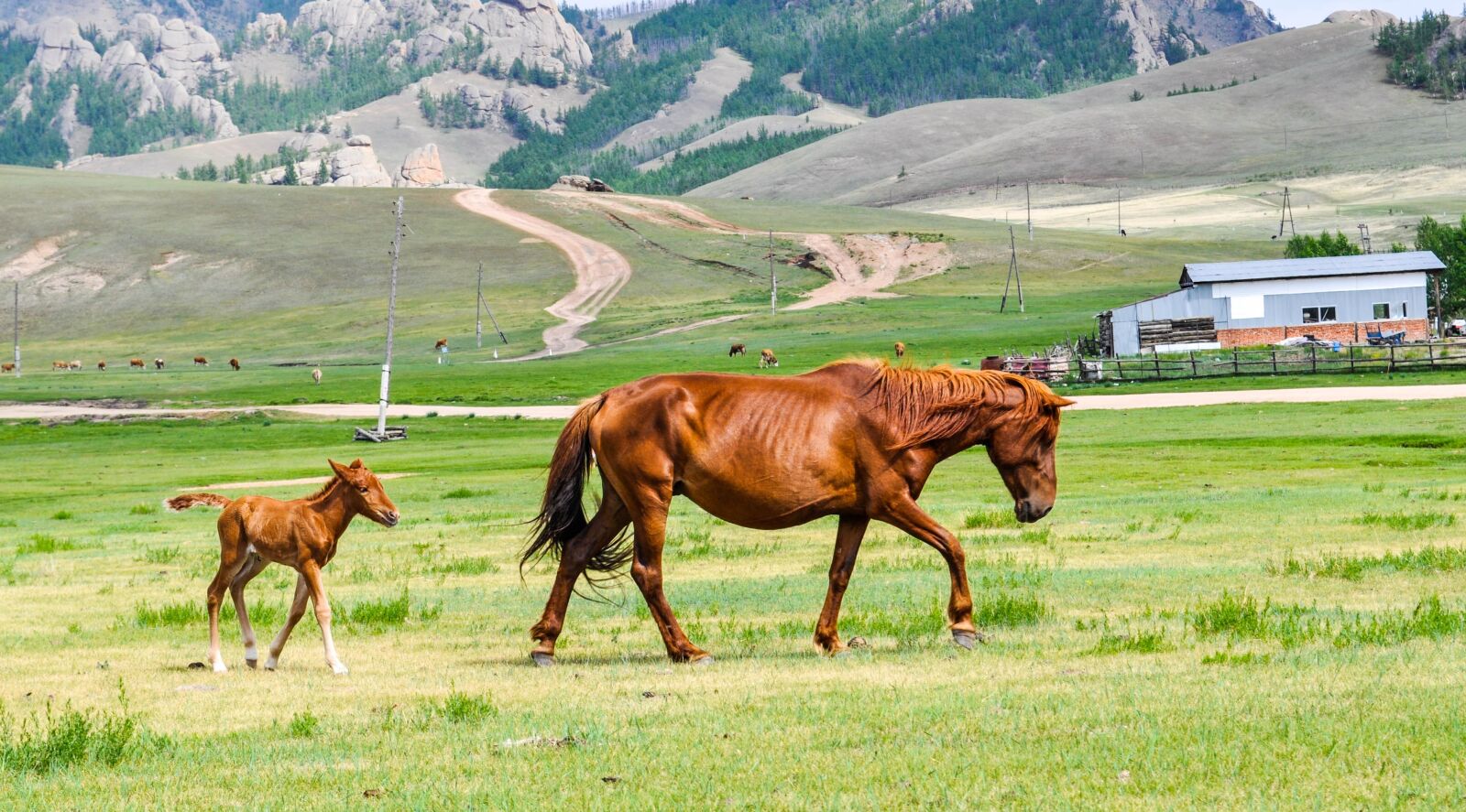 Nikon D90 sample photo. Foal, mare, horse photography
