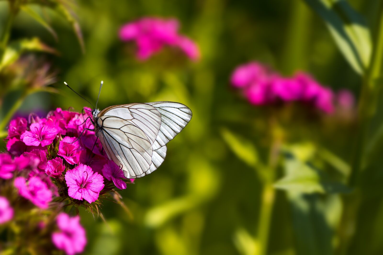 Nikon D7100 sample photo. Tree-white ling, butterfly, white photography