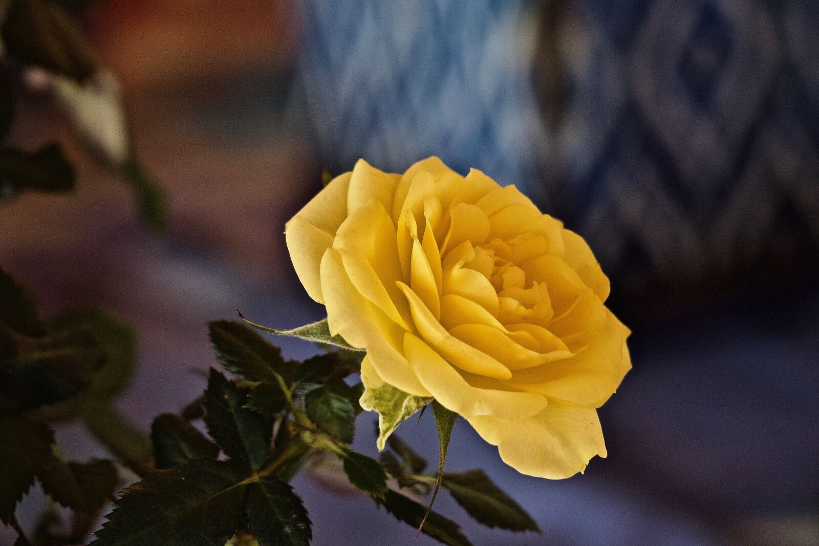 Canon EOS M + Canon EF-M 55-200mm F4.5-6.3 IS STM sample photo. Flower, rosa, yellow rose photography
