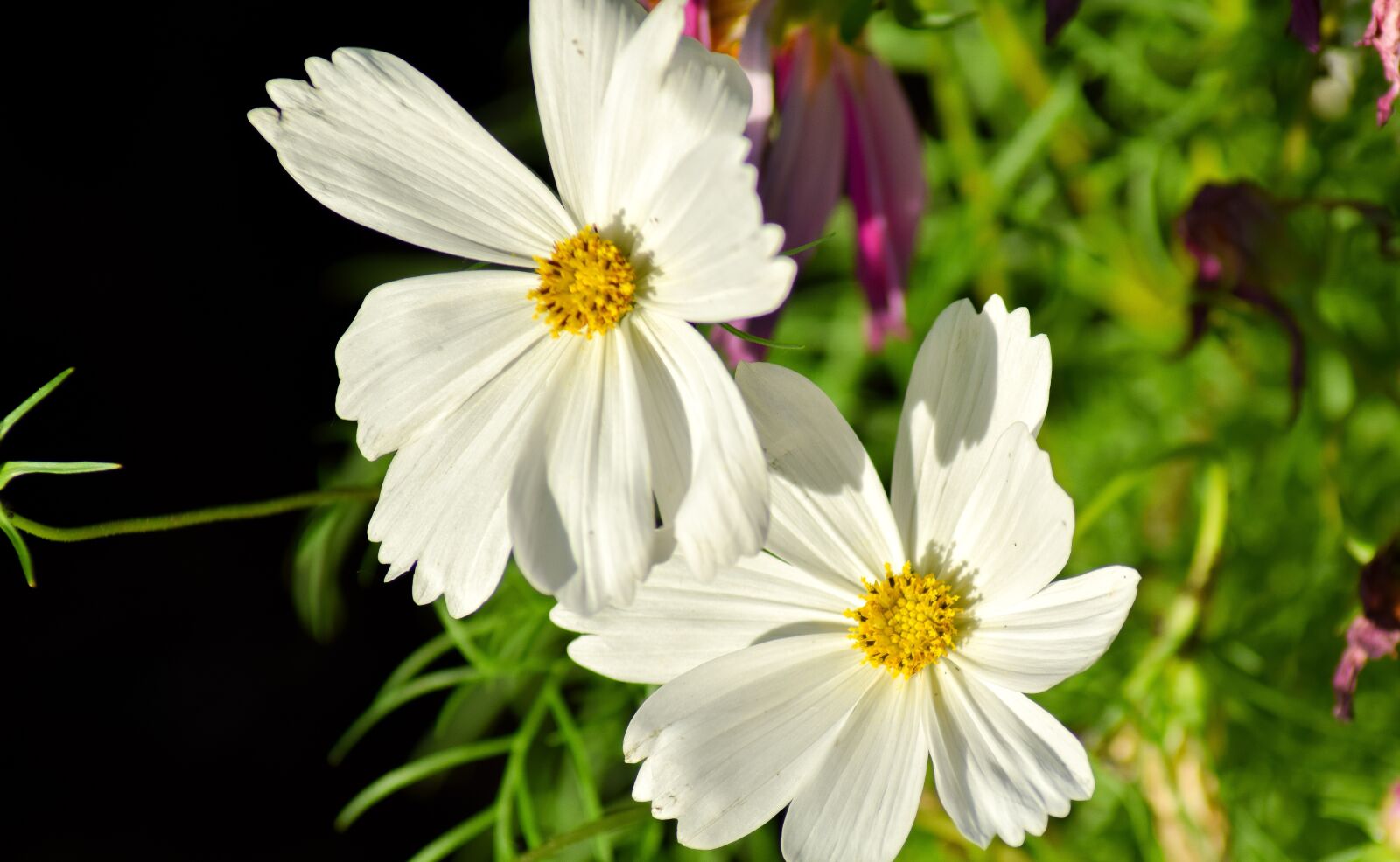Nikon D5300 sample photo. White flower, macro, pistil photography