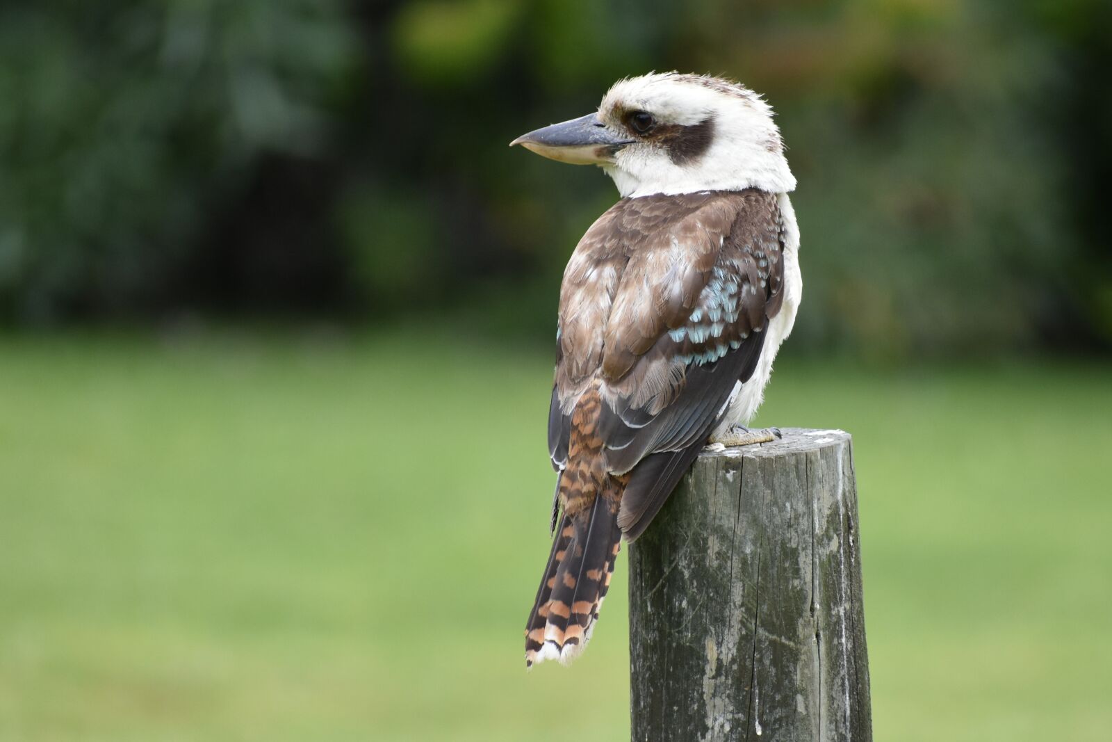 Nikon D3400 sample photo. Kookaburra, australia, bird photography