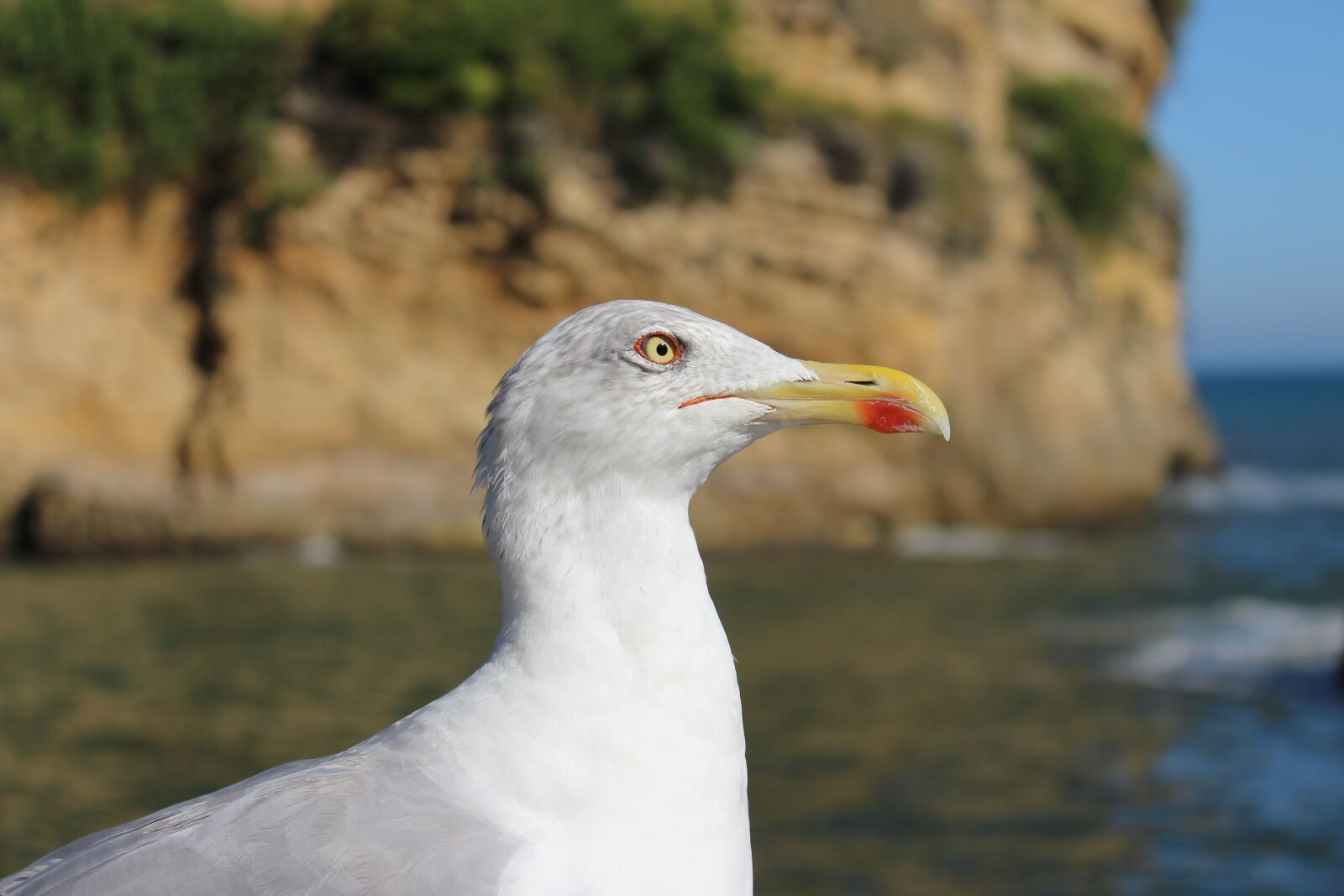Canon EOS 700D (EOS Rebel T5i / EOS Kiss X7i) sample photo. Bird, sea, seagull photography