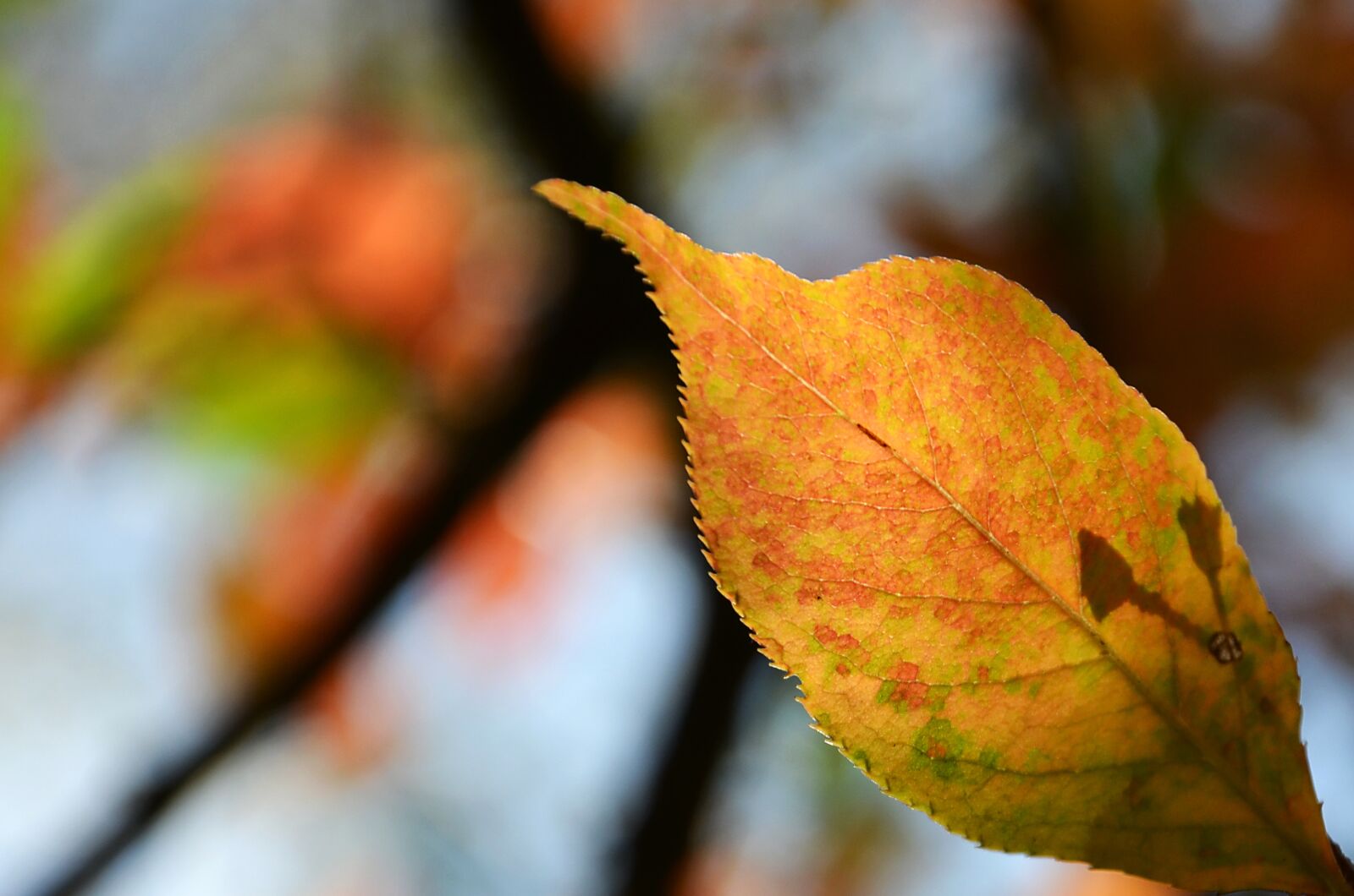 Nikon D5100 sample photo. Leaf, autumn, nature photography