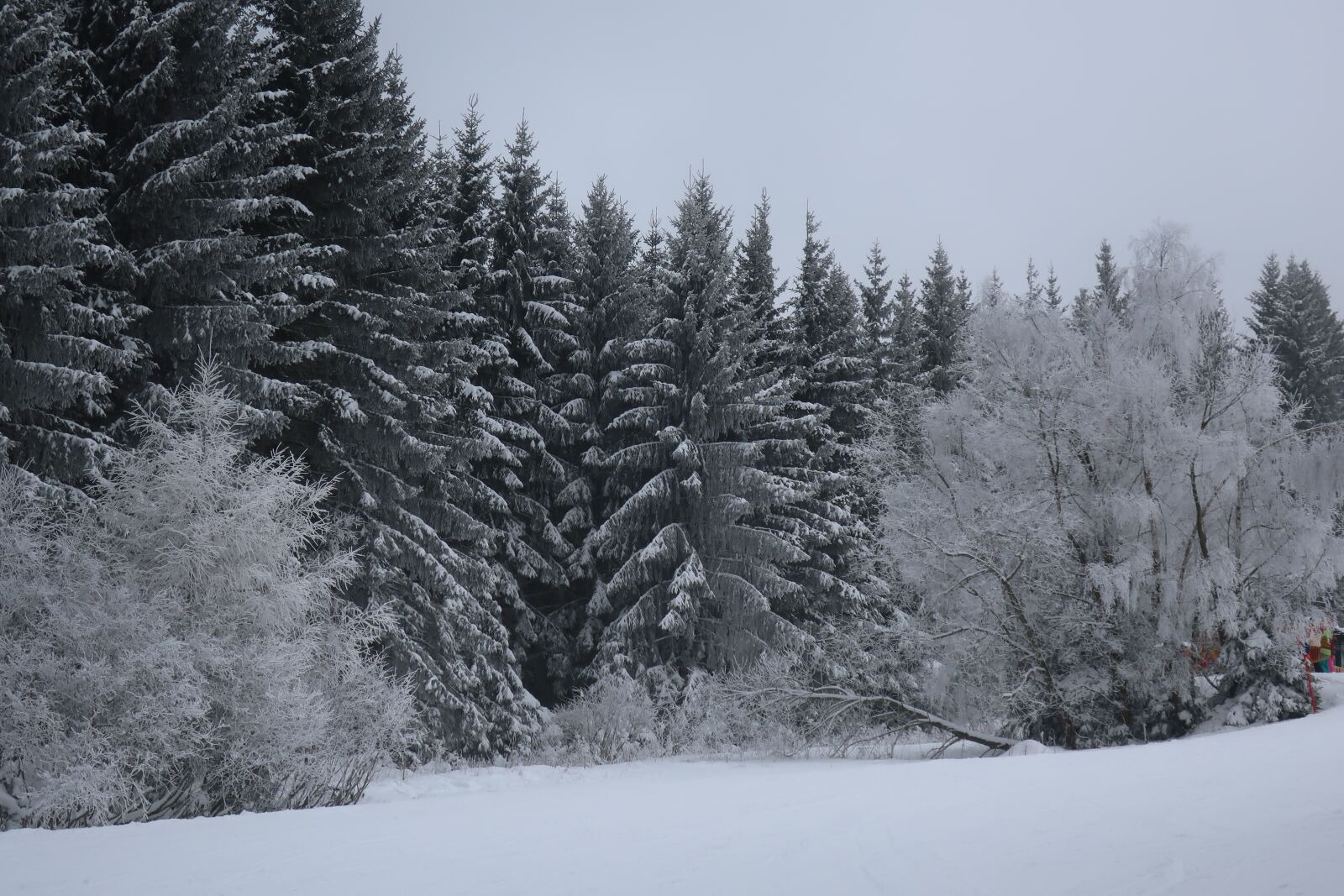 Canon PowerShot G9 X Mark II sample photo. Snow, tree, trees photography