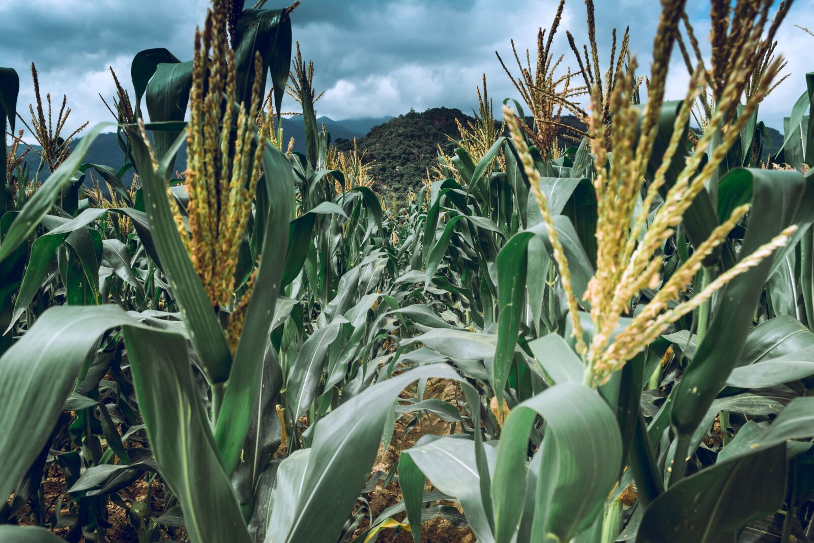 Nikon D7100 sample photo. Garden corn, farm vietnam photography