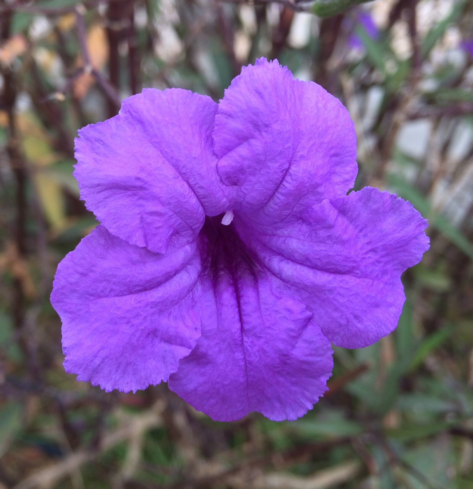 iPhone 5s back camera 4.15mm f/2.2 sample photo. Flower, tropical, purple photography