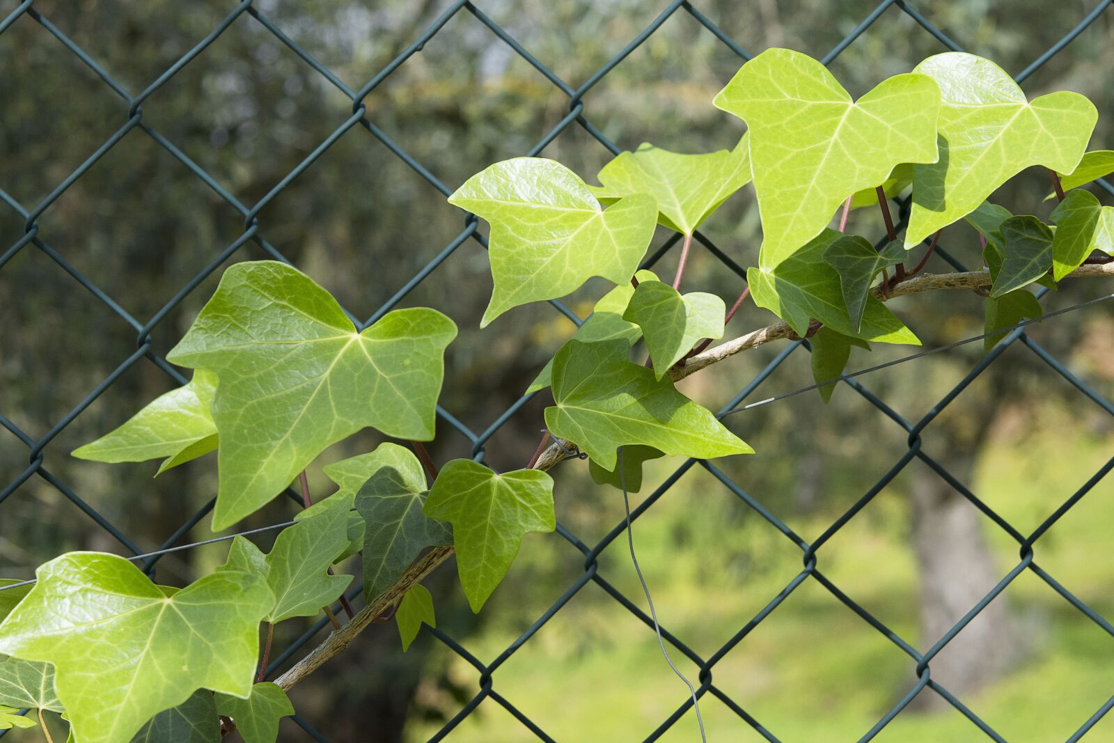 Nikon D7200 sample photo. Plants, leaves, vine photography