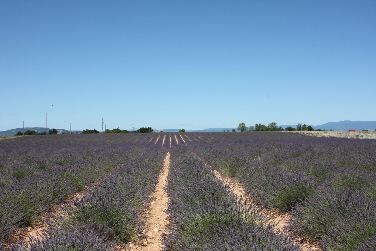 Canon EOS 450D (EOS Rebel XSi / EOS Kiss X2) sample photo. Lavender, provence, sault photography